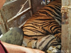 Harimau Kena Jerat Babi di Rohul, BBKSDA Turunkan Tim Evakuasi