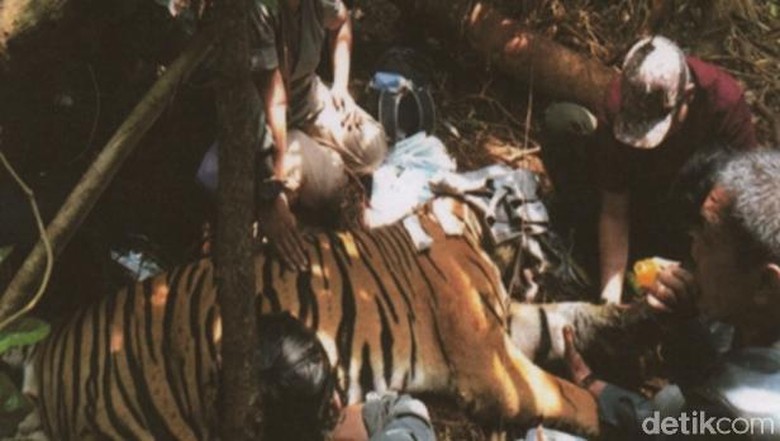 Cerita Mengerikan Tim Patroli Saat Temukan Harimau Terjerat Kawat di Riau Cerita Mengerikan Tim Patroli Saat Temukan Harimau Terjerat Kawat di Riau