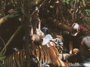 Cerita Mengerikan Tim Patroli Saat Temukan Harimau Terjerat Kawat di Riau