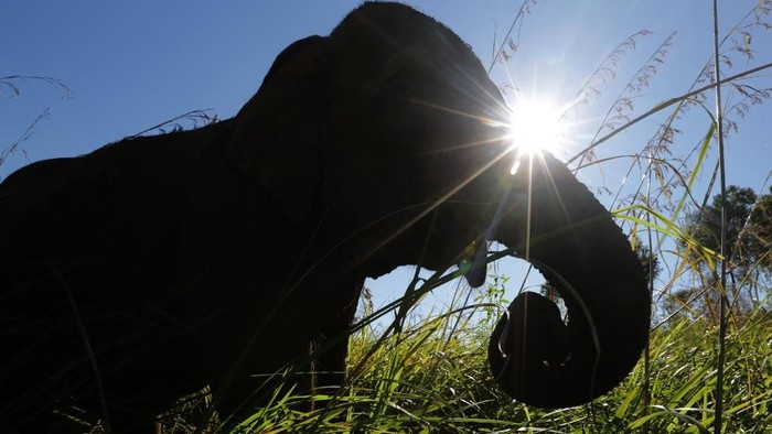 Gajah jinak betina yang bernama ida cidera akibat diserang kawanan gajah liar di Desa Negeri Antara, Kecamatan Pintu Rime, Bener Meriah, Aceh, Selasa (12/2/2019). Gajah jinak yang bernama Ida dengan umur sekitar 40 tahun mengalami cedera pada kaki kiri belakang sehingga harus dievakuasi ke PLG Saree untuk penanganan medis. ANTARA FOTO/Irwansyah Putra/foc.