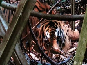 Cegah Perburuan Satwa Liar, Tim BBKSDA Bersihkan Jerat di Hutan Riau