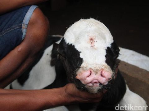 Anak Sapi Lahir dengan 3 Mata dan 2 Hidung/