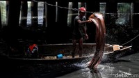 Kebanyakan para pencari cacing sutra ini adalah warga pendatang.