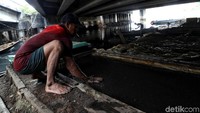 Cacing yang sudah dibersihkan dari lumpur lalu di tempatkan dalam wadah tertentu.