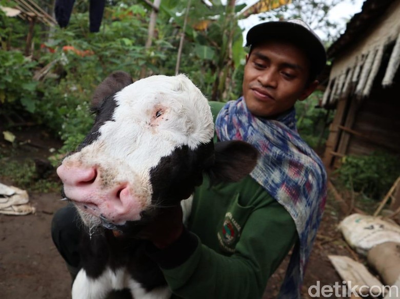 Unik, Anak Sapi Lahir dengan Tiga Mata dan Dua Hidung!