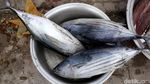 Menengok Sibuknya Pasar Kayoa di Halmahera Selatan