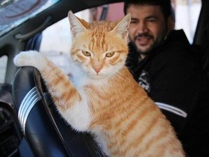 Kisah Mohammad Aljaleel, Pria Penyayang Kucing dari Aleppo Suriah