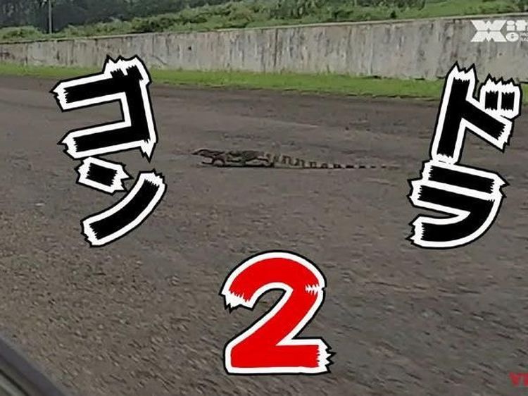 Biawak Nyebrang di Sirkuit Sentul Bikin Orang Jepang Kaget