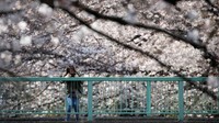 Bagaimana menurut Anda keindahan bunga sakura saat bermekaran? Indah sekali bukan. REUTERS/Issei Kato.