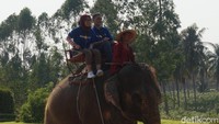 Traveler bisa menemukan sejumlah atraksi di sini. Mulai dari naik gajah dan berjalan-jalan di sekitar Suanthai (Shinta/detikcom)