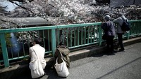 Warga di Jepang, baik tua maupun muda berbondong-bondong menikmati bunga sakura yang sedang bermekaran ini. Reuters/Issei Kato