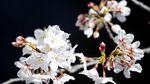 Menikmati Keindahan Bunga Sakura yang Bermekaran di Tokyo