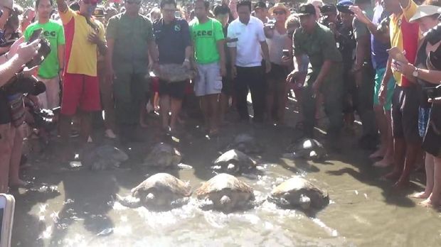 Pelepasliaran penyu yang disita di Bypass Ida Bagus Mantra Gianyar, Bali.