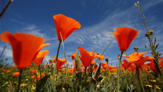 Bunga poppy dipotret di Cagar Alam Poppy Valley California di Lancaster, California, AS, 26 Maret 2019. (REUTERS / Mario Anzuoni)
