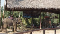 Selain naik gajah, di dekatnya juga ada taman buah yang variatif (Shinta/detikcom)