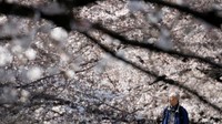 Para warga Jepang mulai dari berbagai kalangan hadir untuk menikmati keindahan bunga sakura. REUTERS/Issei Kato.