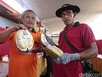 Cari Varietas Unggul,Trenggalek Gelar Kontes Durian