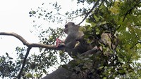 Beberapa di antara mereka tampak memanjat ke ranting pohon sambil membawa makanan di tangan dan mulutnya.