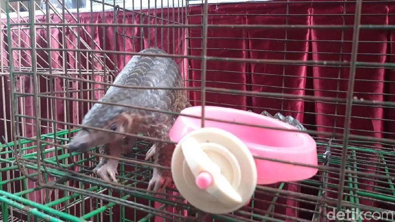 8300 Gambar Hewan Hewan Yang Dilindungi HD