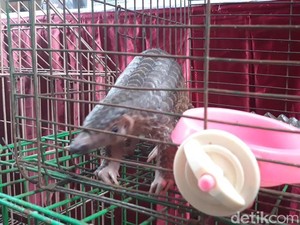 Ini Cara Keji Penyelundup Saat Buru Hewan Langka untuk Dijual