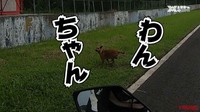 Tak hanya biawak, mereka juga mendapati seekor anjing. Foto: Dok. Young Machine