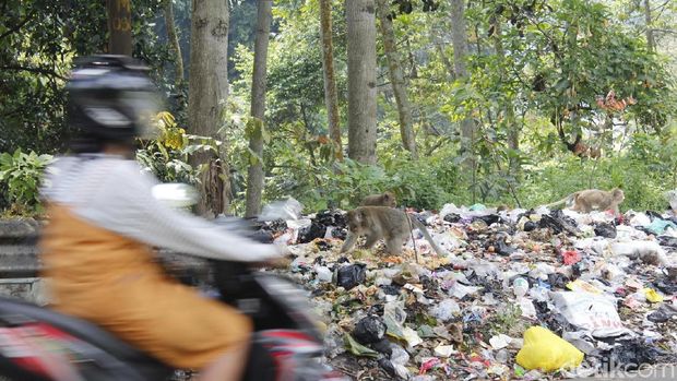 Kera Ekor Panjang Serang Pembuangan Sampah Liar di Curug Cimahi