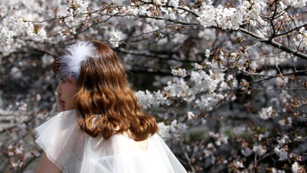 Menikmati Keindahan Bunga Sakura yang Bermekaran di Tokyo