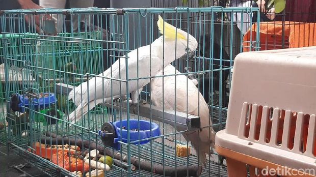 Kakaktua juga diperdagangkan