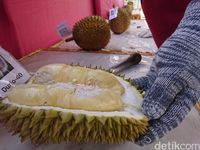 Cari Varietas Unggul,Trenggalek Gelar Kontes Durian