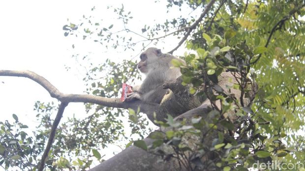 Kera Ekor Panjang Serang Pembuangan Sampah Liar di Curug Cimahi