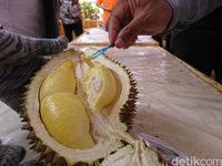 Cari Varietas Unggul,Trenggalek Gelar Kontes Durian