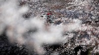Memasuki musim semi mulai dari akhir Maret hingga Juni, bunga sakura di Jepang mulai bermekaran. REUTERS/Issei Kato.