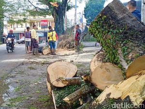 Dahan Tumbang Timpa Pengendara di Jalur Wisata Lembang