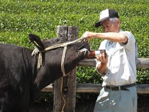 Diberi Minum Bir, Sapi Termahal di Jepang Ini Harganya Rp 6,6 Miliar Seekor