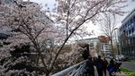 Foto: Saat Sakura Bermekaran di Jerman