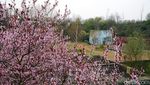 Foto: Saat Sakura Bermekaran di Jerman