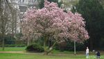 Foto: Saat Sakura Bermekaran di Jerman