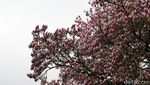 Foto: Saat Sakura Bermekaran di Jerman