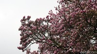 Cantiknya Cherry Blossom seperti ini bisa jadi magnet buat menggaet turis datang. Sayang mekarnya belum merata, tapi dalam beberapa minggu ke depan, pasti akan cakep banget (Wahyu/detikcom)