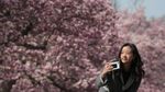 Tak Hanya di Jepang, Bunga Sakura Juga Bermekaran di AS