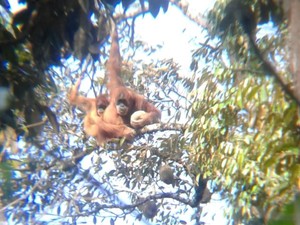 Habitat Hancur, Orang Utan Tapanuli Terancam Punah akibat Banjir Sumatera