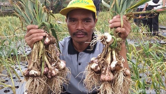 Panen bawang putih Temanggung Panen bawang putih Temanggung
