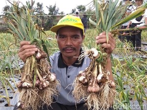 Temanggung Jadi Produsen Bawang Putih Kedua Terbesar di RI
