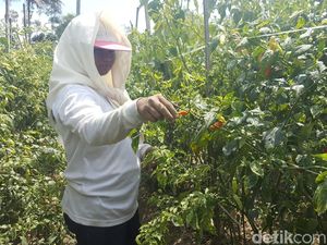 Virus Gemini Bikin Ratusan Hektare Lahan Cabai di Malang Gagal Panen