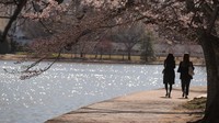 Beberapa warga terlihat menelusuri jalan untuk menikmati keindahan bunga sakura. REUTERS/Brendan McDermid.