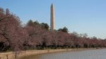 Tak Hanya di Jepang, Bunga Sakura Juga Bermekaran di AS