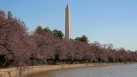 Bunga sakura yang bermekaran tersebut berada di kawasan Monumen Washington. REUTERS/Brendan McDermid.