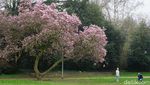 Foto: Saat Sakura Bermekaran di Jerman