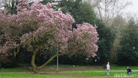 Bunga Sakura atau Prunus sp. ternyata tak hanya ditemukan di Jepang. Di Jerman, keluarga Cherry ini juga bermekaran dengan indahnya di taman-taman di Kota Bonn (Wahyu/detikcom)