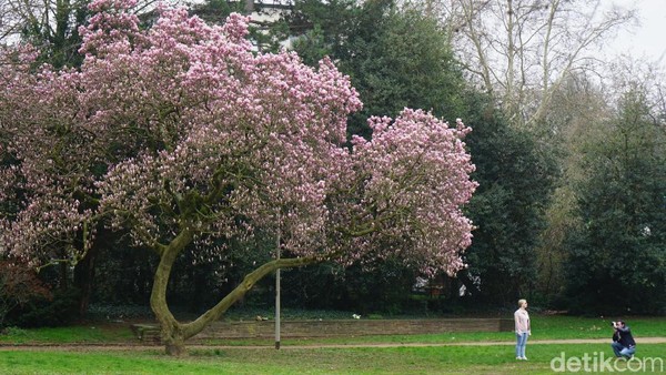 Foto: Saat Sakura Bermekaran di Jerman